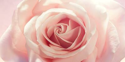 Pale Pink Rose with multiple layers that is used in perfumes