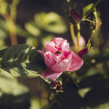 Lancome Rose Protecting Biodiversity