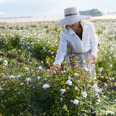 Roses grown for Lancome beauty products in Grasse and Valensole.